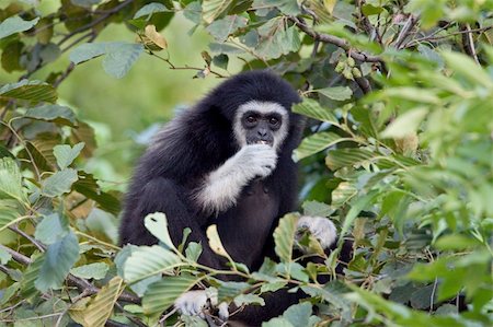 rolfik (artist) - gibbon among the leaves Stock Photo - Budget Royalty-Free & Subscription, Code: 400-05680588