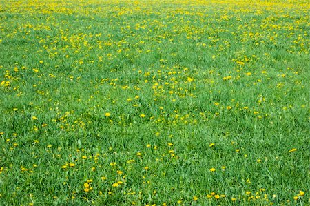 simsearch:400-07036242,k - An image of a dandelion field background Photographie de stock - Aubaine LD & Abonnement, Code: 400-05680725