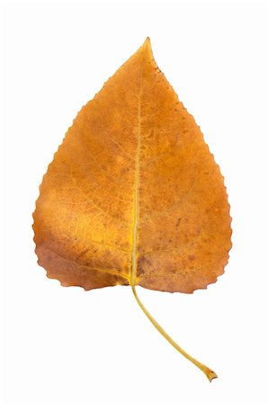 red canadian maple leafs background - Fall leaf isolated on white background. Stock Photo - Budget Royalty-Free & Subscription, Code: 400-05680816