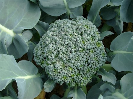 young broccoli growing on the vegetable bed Stock Photo - Budget Royalty-Free & Subscription, Code: 400-05681184