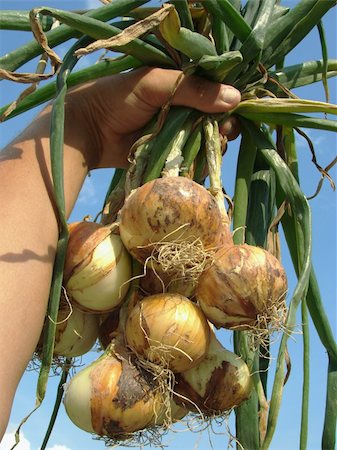 simsearch:652-03635670,k - hand holding fresh onions bunch against blue sky Photographie de stock - Aubaine LD & Abonnement, Code: 400-05681185