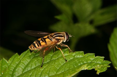 simsearch:400-05739088,k - European hoverfly (Helophilus trivittatus) on a leaf Stockbilder - Microstock & Abonnement, Bildnummer: 400-05681869