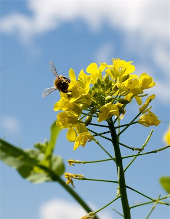sherjaca (artist) - sunny spring day biodiversity with bee pollinating yellow brocolli flower against blue sky Foto de stock - Royalty-Free Super Valor e Assinatura, Número: 400-05682175