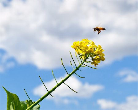 sherjaca (artist) - Spring with blue sky rain clouds and bee pollinating flowers Foto de stock - Royalty-Free Super Valor e Assinatura, Número: 400-05682176