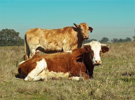 sherjaca (artist) - australian simmental cow typical brown and white coloring lying down with smoky horizon Fotografie stock - Microstock e Abbonamento, Codice: 400-05682179