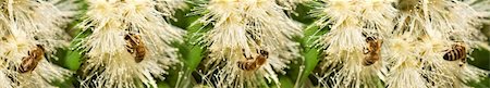 syzygium - Spring Bees collecting pollen  on white syzygium flowers border Stock Photo - Budget Royalty-Free & Subscription, Code: 400-05682173
