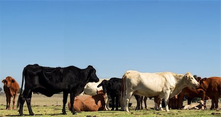 simsearch:400-04465909,k - australian herd of beef cattle - black white and brown cows with blue sky copyspace Stockbilder - Microstock & Abonnement, Bildnummer: 400-05682182