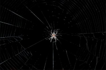 simsearch:640-02770439,k - Hunting spider on the web on a dark background Foto de stock - Super Valor sin royalties y Suscripción, Código: 400-05682318