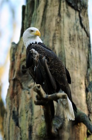 simsearch:400-04555077,k - American bald eagle perched on tree searching for prey Stockbilder - Microstock & Abonnement, Bildnummer: 400-05682347