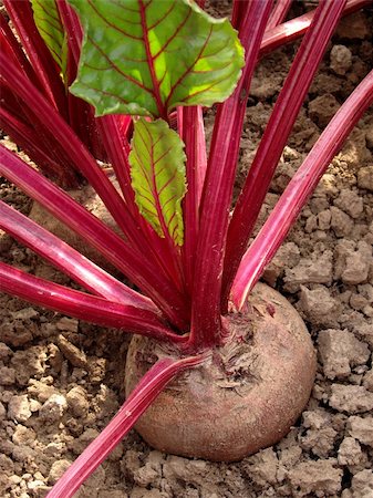 simsearch:400-07302217,k - beetroot growing on the vegetable bed Stock Photo - Budget Royalty-Free & Subscription, Code: 400-05682357