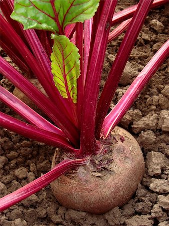 simsearch:400-05682396,k - beetroots growing on the vegetable bed Stock Photo - Budget Royalty-Free & Subscription, Code: 400-05682358