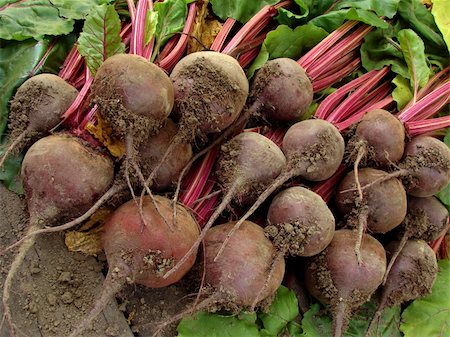 simsearch:652-03635670,k - some fresh beetroots with tops Photographie de stock - Aubaine LD & Abonnement, Code: 400-05682359