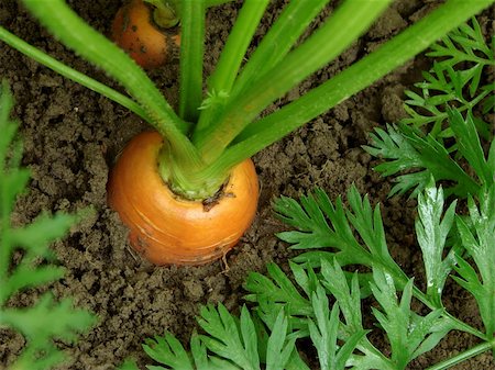 simsearch:400-05876466,k - carrots growing on the vegetable bed Stockbilder - Microstock & Abonnement, Bildnummer: 400-05682364