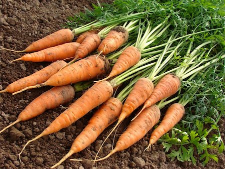 simsearch:400-05876466,k - hand holding fresh carrots bundle Stockbilder - Microstock & Abonnement, Bildnummer: 400-05682365