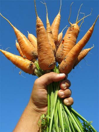 simsearch:400-05876466,k - hand holding fresh carrots bundle Stockbilder - Microstock & Abonnement, Bildnummer: 400-05682366