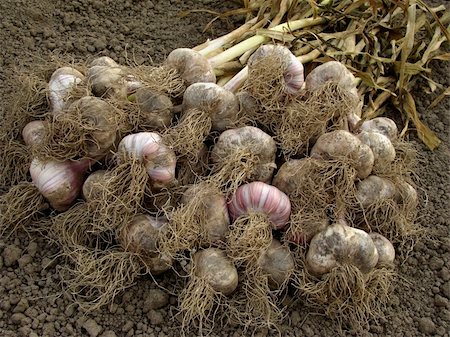simsearch:400-05682396,k - some garlic bulbs with tops on the ground Stock Photo - Budget Royalty-Free & Subscription, Code: 400-05682377