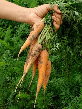 dleonis (artist) - hand holding fresh carrots bundle Foto de stock - Royalty-Free Super Valor e Assinatura, Número: 400-05682379