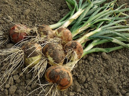 simsearch:400-05682396,k - some onion bulbs with tops on the ground Stock Photo - Budget Royalty-Free & Subscription, Code: 400-05682385