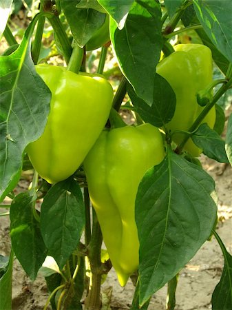simsearch:400-05876466,k - Green peppers growing in the garden Stockbilder - Microstock & Abonnement, Bildnummer: 400-05682389