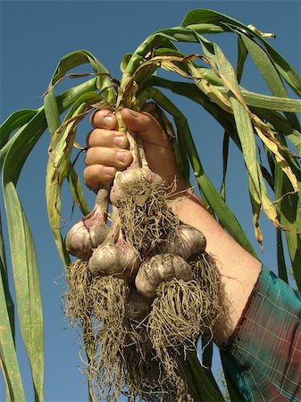 simsearch:400-05876466,k - hand holding some fresh garlic bulbs Stockbilder - Microstock & Abonnement, Bildnummer: 400-05682380