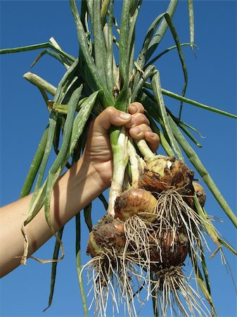 simsearch:400-05876466,k - fresh onions bunch in farmers hand Stockbilder - Microstock & Abonnement, Bildnummer: 400-05682381