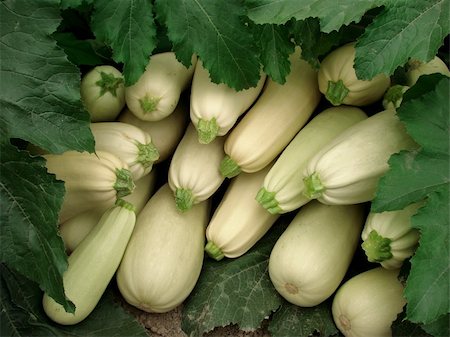 simsearch:400-05356597,k - marrows harvest among green leaves Stock Photo - Budget Royalty-Free & Subscription, Code: 400-05682383