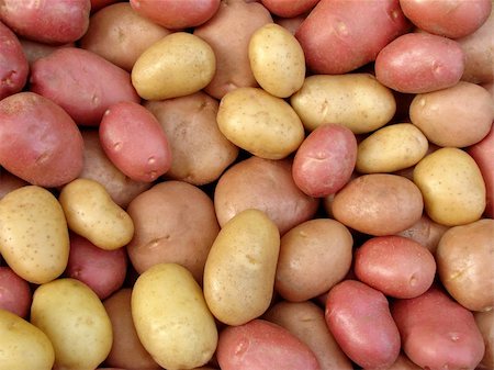dig up - harvested potato tubers different varieties Foto de stock - Super Valor sin royalties y Suscripción, Código: 400-05682396