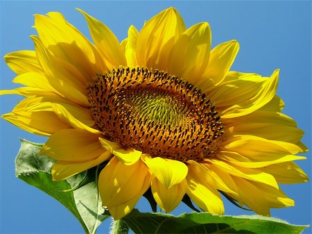 simsearch:400-06077675,k - yellow sunflower against blue sky Stock Photo - Budget Royalty-Free & Subscription, Code: 400-05682399