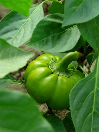 simsearch:400-05356597,k - Green peppers growing in the garden Stock Photo - Budget Royalty-Free & Subscription, Code: 400-05682390