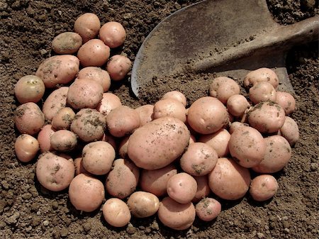 potato land - harvested pink potato tubers and spade on the ground Stock Photo - Budget Royalty-Free & Subscription, Code: 400-05682392