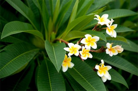 simsearch:400-04164219,k - White and yellow flowers taken in garden. Stock Photo - Budget Royalty-Free & Subscription, Code: 400-05682412