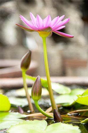 simsearch:400-04017981,k - Purple lotus with the lotus in full bloom at the Garden. Photographie de stock - Aubaine LD & Abonnement, Code: 400-05682413
