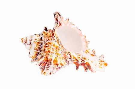 Old big seashell. Isolated on white background Stock Photo - Budget Royalty-Free & Subscription, Code: 400-05682445