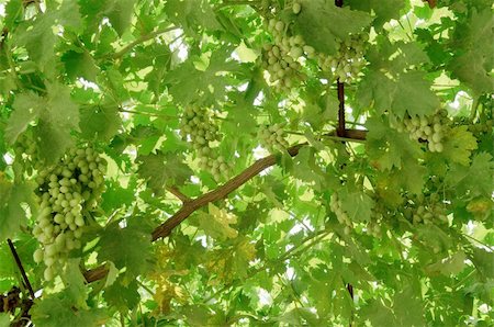 simsearch:400-03937535,k - Bunch of green grapes on the vine. Stock Photo - Budget Royalty-Free & Subscription, Code: 400-05682474