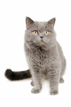 simsearch:400-05682513,k - British cat sits and looking into camera, isolated on white. Stock Photo - Budget Royalty-Free & Subscription, Code: 400-05682514