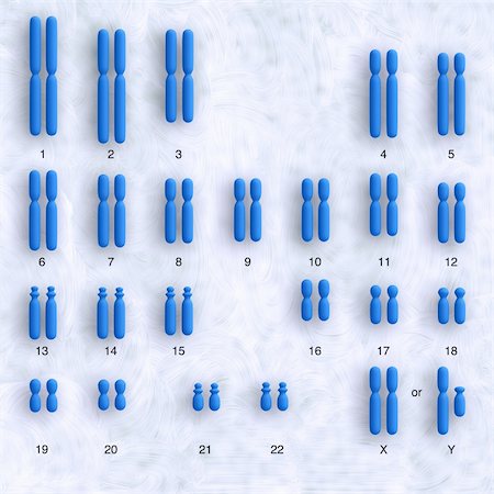 somersault1824 (artist) - schematic representation of human karyotype showing all chromosomes Foto de stock - Royalty-Free Super Valor e Assinatura, Número: 400-05682759