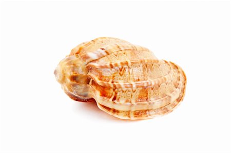 simsearch:400-05077592,k - Harpa Kajiyama sea shell isolated on white background Foto de stock - Royalty-Free Super Valor e Assinatura, Número: 400-05682934