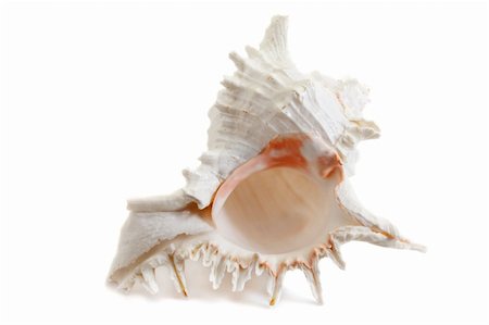 simsearch:400-05077592,k - Murex Ramouses sea shell isolated on white background Foto de stock - Royalty-Free Super Valor e Assinatura, Número: 400-05682935