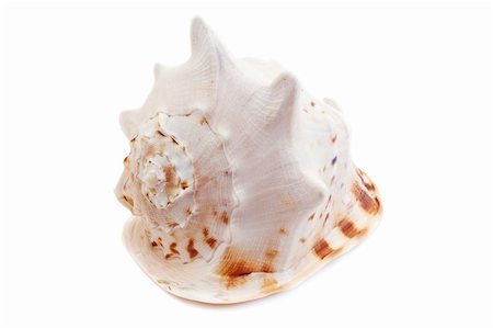 simsearch:400-05077592,k - Cassis Cornuta sea shell isolated on white background Foto de stock - Royalty-Free Super Valor e Assinatura, Número: 400-05682936