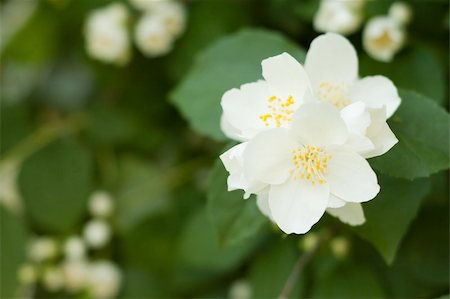 white jasmine flowers on green leaves background Stock Photo - Budget Royalty-Free & Subscription, Code: 400-05682933