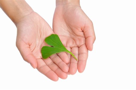 Hands of young woman holding ginkgo leaf Stock Photo - Budget Royalty-Free & Subscription, Code: 400-05683000