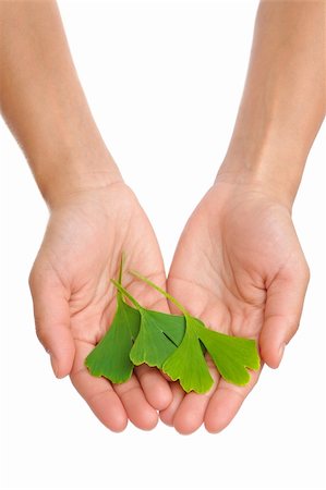 Hands of young woman holding ginkgo leaf Stock Photo - Budget Royalty-Free & Subscription, Code: 400-05683001