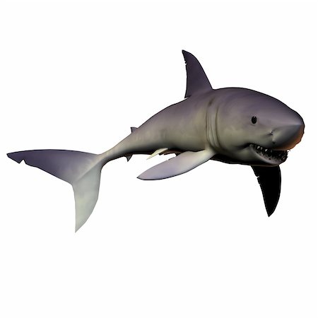 simsearch:400-05683187,k - The Mako shark is one of the premier predators of reef areas containing schooling fish prey. Foto de stock - Royalty-Free Super Valor e Assinatura, Número: 400-05683188