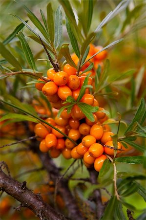 Close-up of delicious and healthy ripe sea-buckthorn berries Stock Photo - Budget Royalty-Free & Subscription, Code: 400-05683366