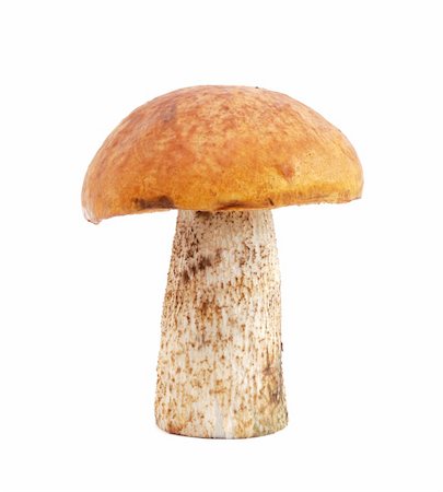 simsearch:400-07038465,k - Mushroom isolated on white background Photographie de stock - Aubaine LD & Abonnement, Code: 400-05683408