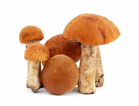 simsearch:400-05305223,k - The heap of mushrooms isolated on white background Stock Photo - Budget Royalty-Free & Subscription, Code: 400-05683409