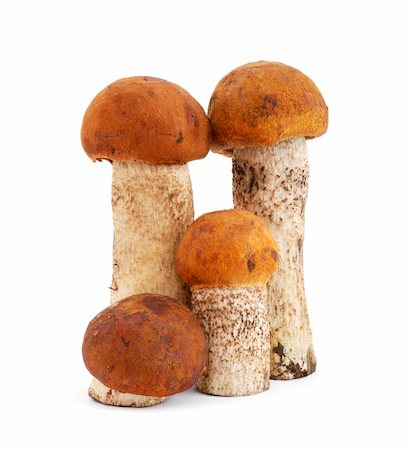 simsearch:400-05305223,k - Mushrooms isolated on white background Stock Photo - Budget Royalty-Free & Subscription, Code: 400-05683416