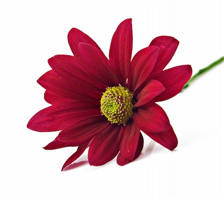 simsearch:400-06090390,k - Deep red chrysanthemum flower on a pure white background with space for text Photographie de stock - Aubaine LD & Abonnement, Code: 400-05683547
