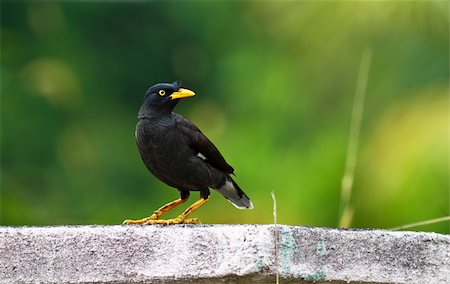 rain forest in malaysia - white vented myna (Acridotheres grandis) on a concrete block with green blurry background Stock Photo - Budget Royalty-Free & Subscription, Code: 400-05683612