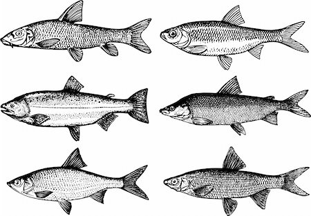 Some fish of different groups isolated on white Stock Photo - Budget Royalty-Free & Subscription, Code: 400-05683691